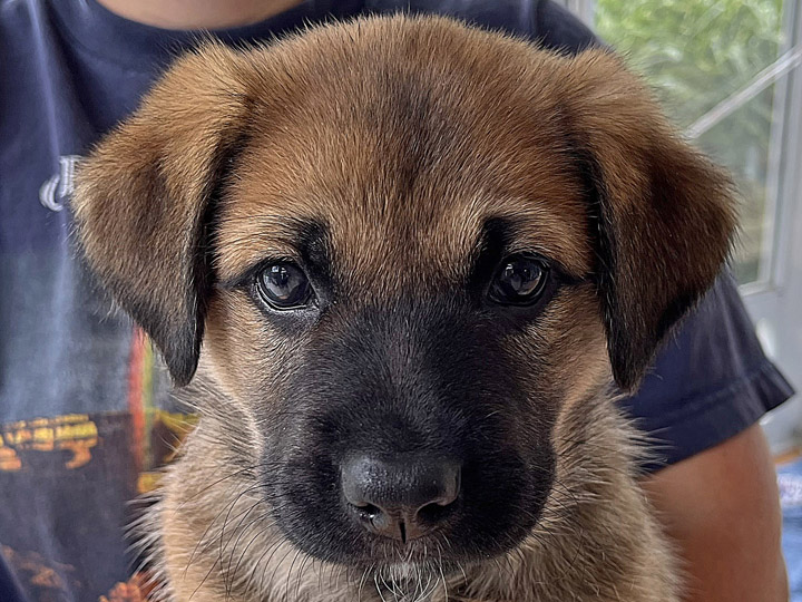 chinook puppy